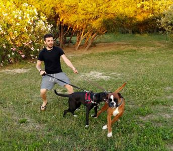 Marco Zongoli addestra due cani contemporaneamente
